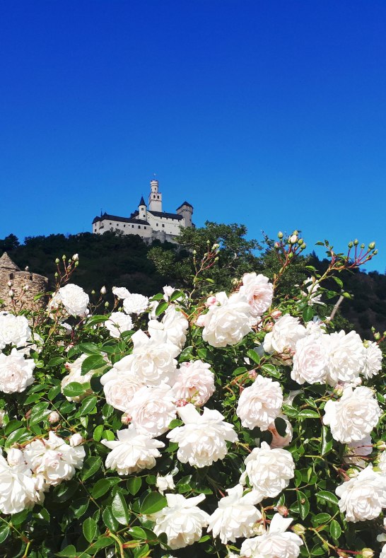 Rosen und Marksburg | © Katharina Schattner/Romantischer Rhein Tourismus GmbH