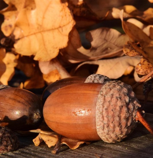 Kochen mit B&auml;umen | &copy; Ulrike Leone