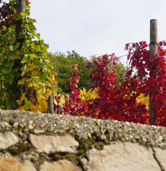 Weinlehrpfad in Bornich | © Bastian Clos