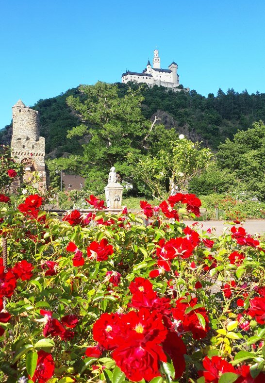 Rote Rosen | &copy; Katharina Schattner