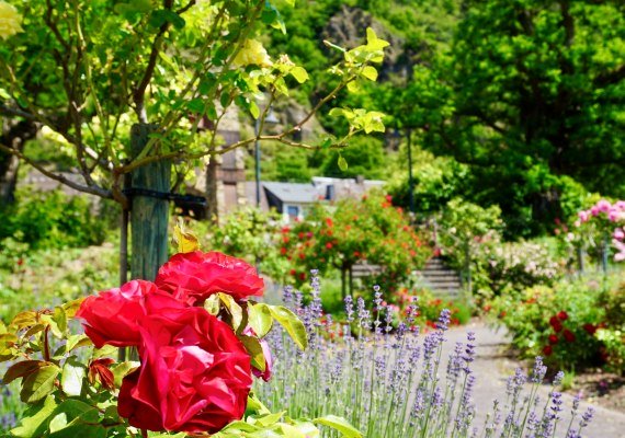 Rosengarten | &copy; Bastian Clos