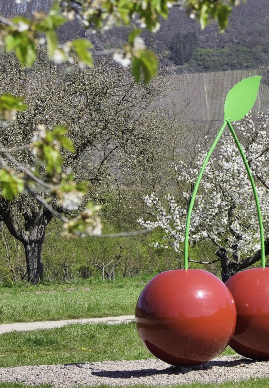Kirschbl&uuml;te | &copy; Sebastian Reifferscheid