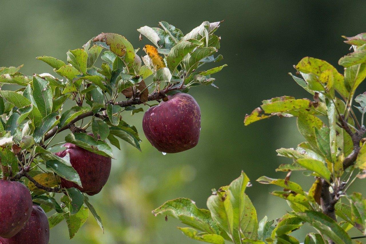 Obst | &copy; Pixabay