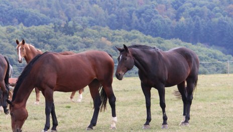 Pferde | &copy; Elvira Rogge