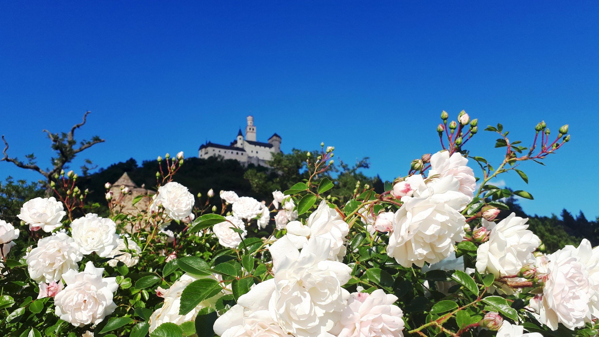 Rosen vor Marksburg | © katharina Schattner