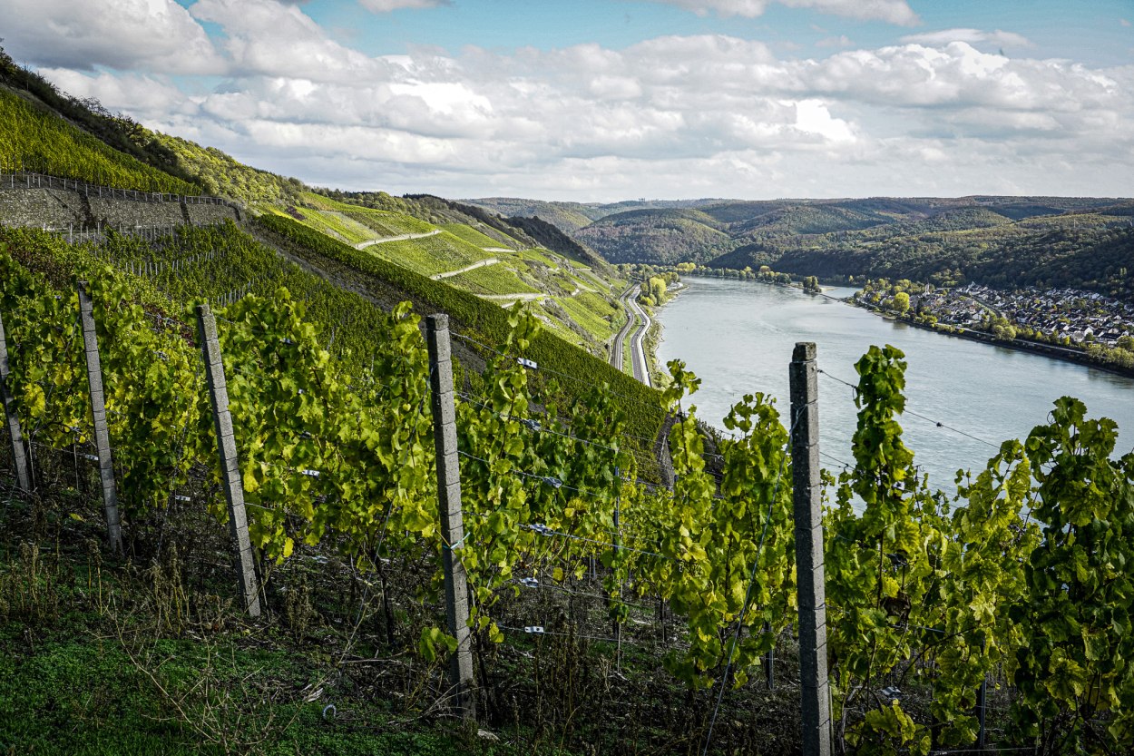 Bopparder Hamm | © Bastian Clos Bopparder Hamm | © Bastian Clos