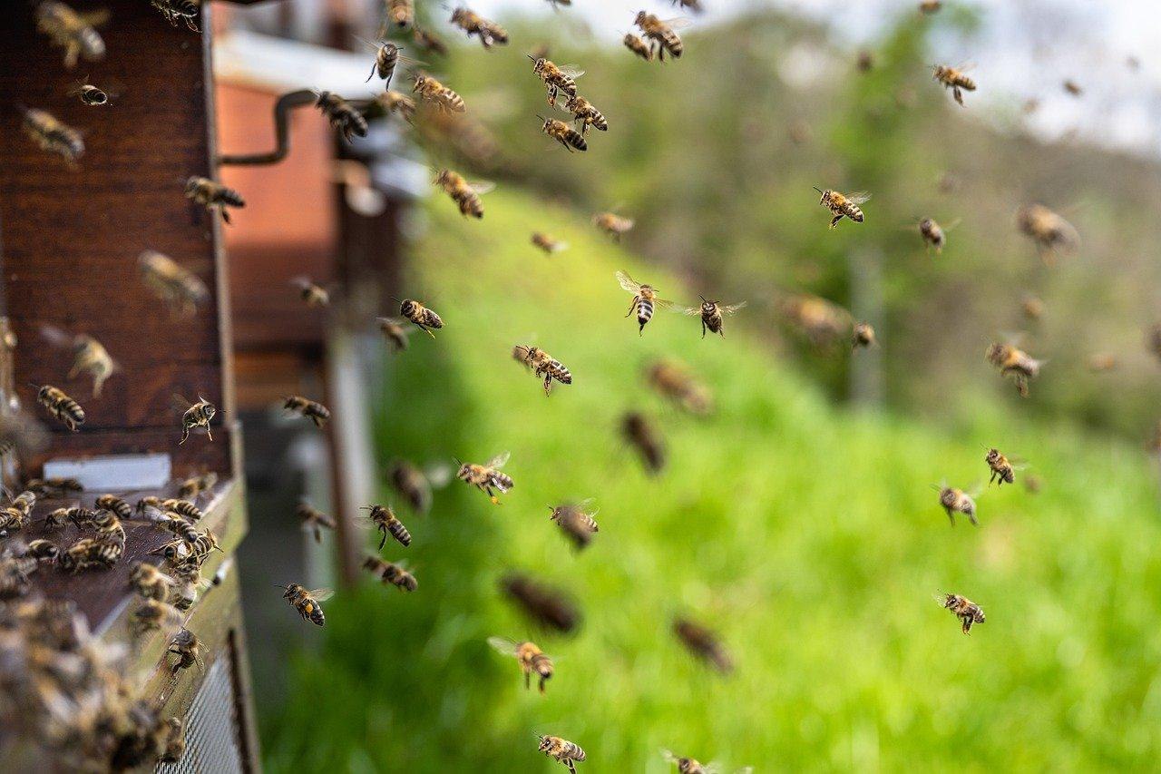 Bienen | © Pixabay