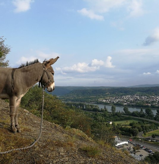 Eselwanderung | &copy; Forstm&uuml;hle