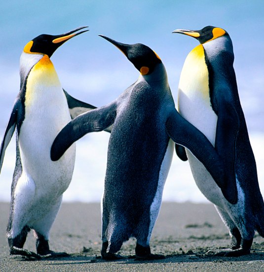 penguins