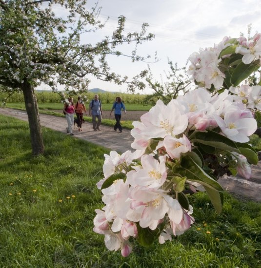 Streuobstwiesenweg Baumallee | © Klaus-Peter Kappest