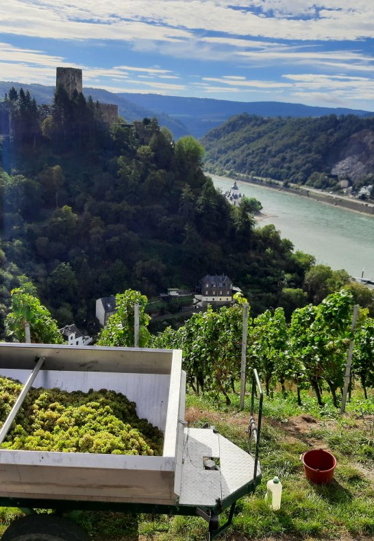 Lese2 | © Bahles Lese2 | © Bahles