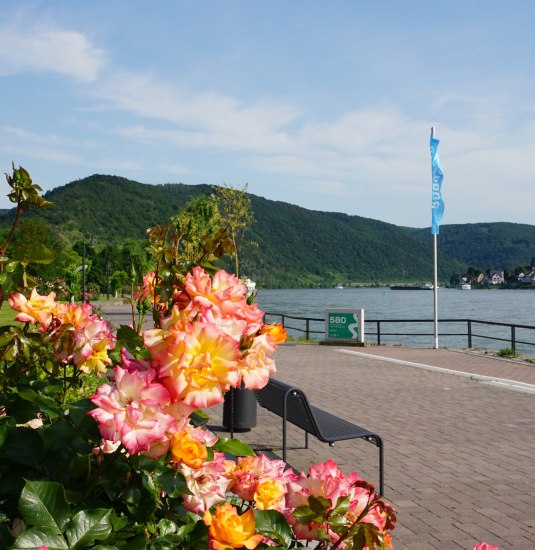 Rosen in den Rheinanlagen | &copy; Bastian Clos