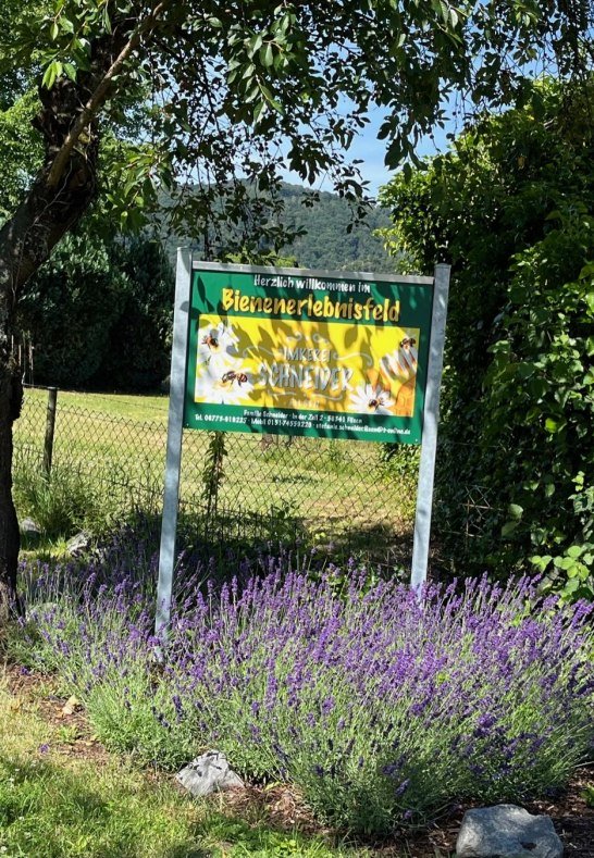 Bienen | &copy; Stefanie Schneider