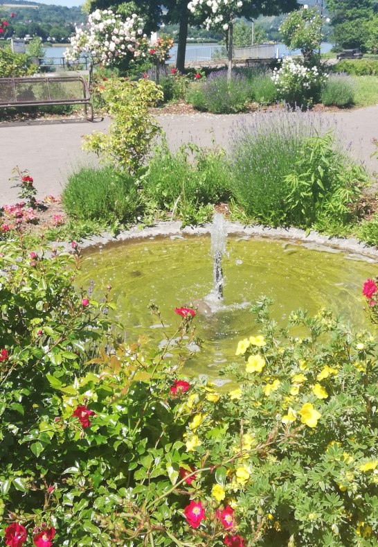 Rosen3 | © Birgit Biller Rosen3 | © Birgit Biller